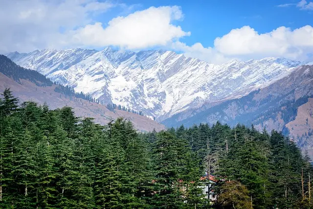 Dense pine forest with distant snowy mountains near Manali – Mountain Junkey