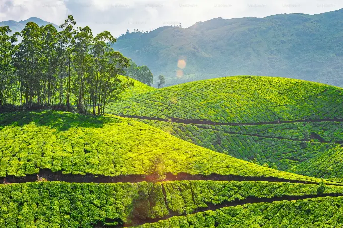 Aerial view of sprawling tea gardens in Munnar, Kerala - Mountain Junkey