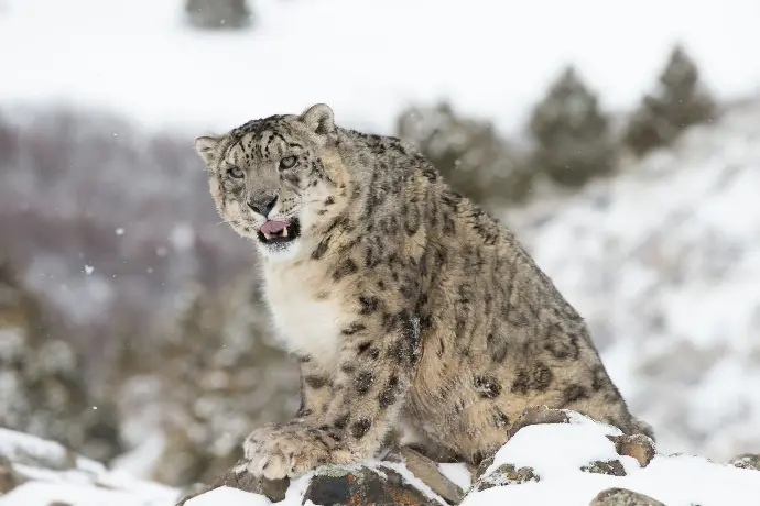 Snow leopard walking across snow-covered mountains